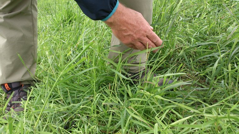 gras 4 nær botanisering nibio.jpg