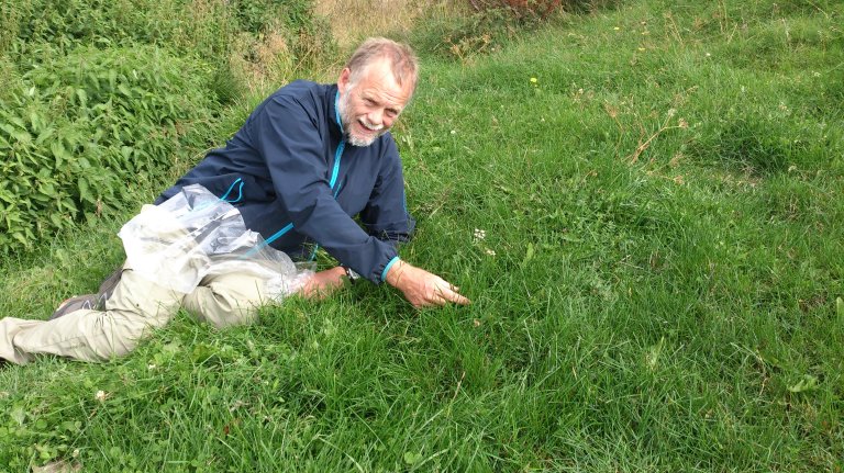 gras 3 Tor Lunnan botanisering NIBIO.jpg