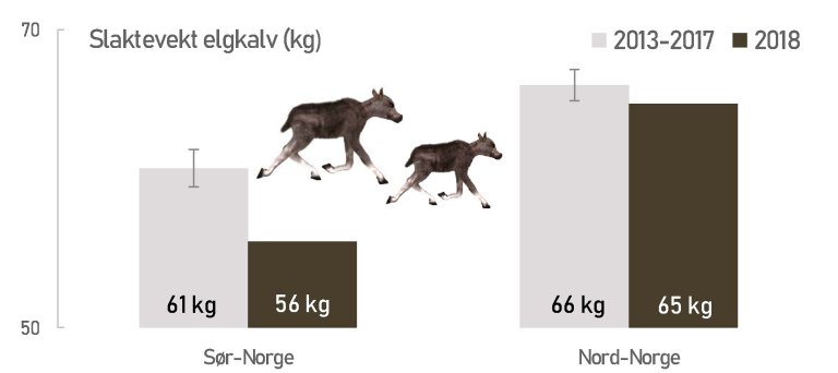 slaktevekter og sett kalv