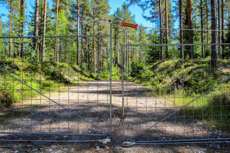 Inngjerda beiteareal_rovdyrsikker port_Grue i Hedmark_Foto Kjersti Kildahl