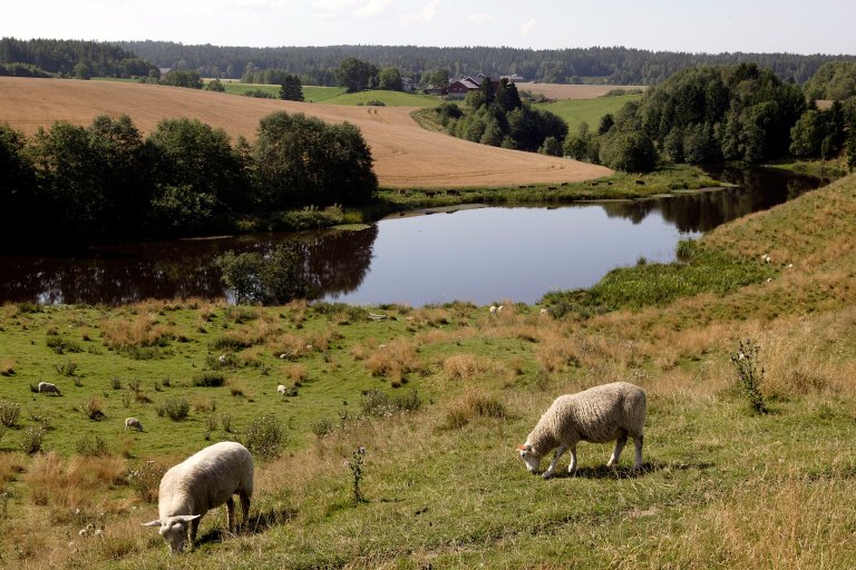 Sau i ravinebeite_Buer Rakkestad Østfold_Foto Oskar Puschmann