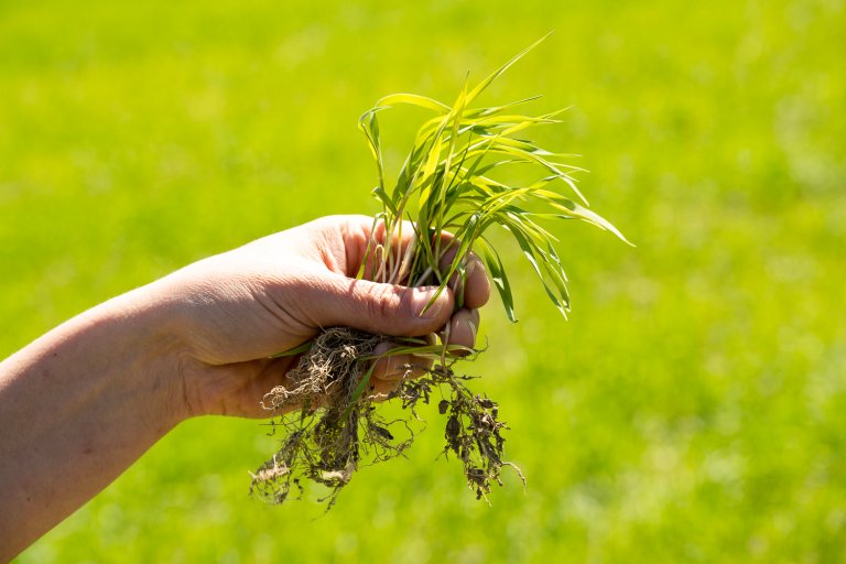 Ved angrep av korncystenematoder hemmes rotutviklingen på kornet. Næringsopptaket blir dårlig og plantene lider av næringsmangel og tørke. Foto: Erling Fløistad