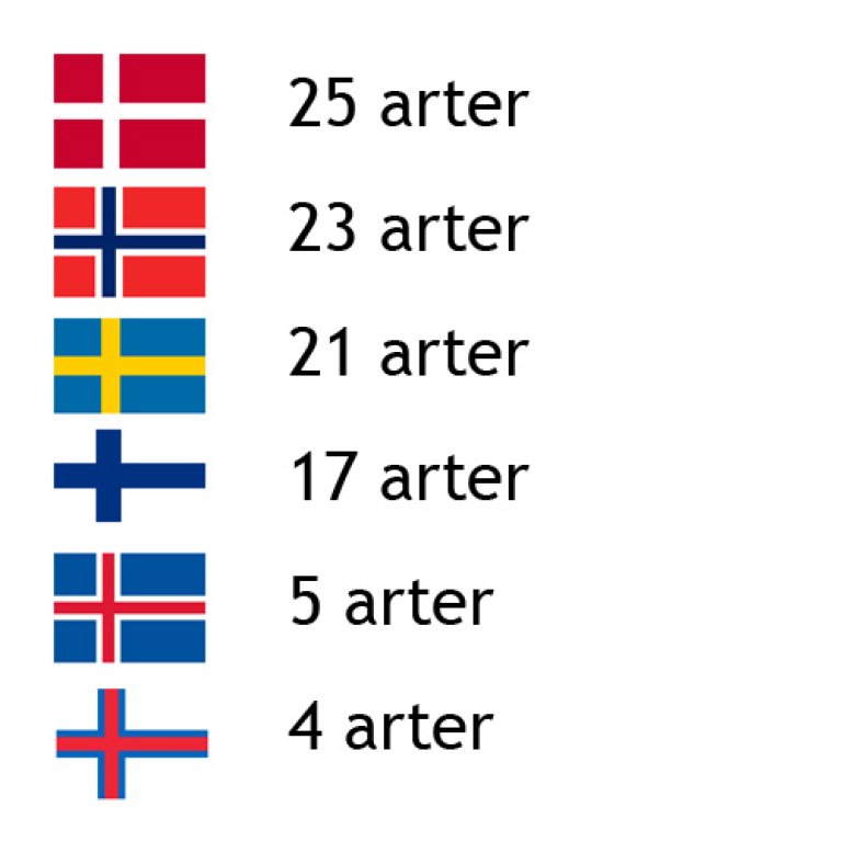 Vevkjerringer.jpg