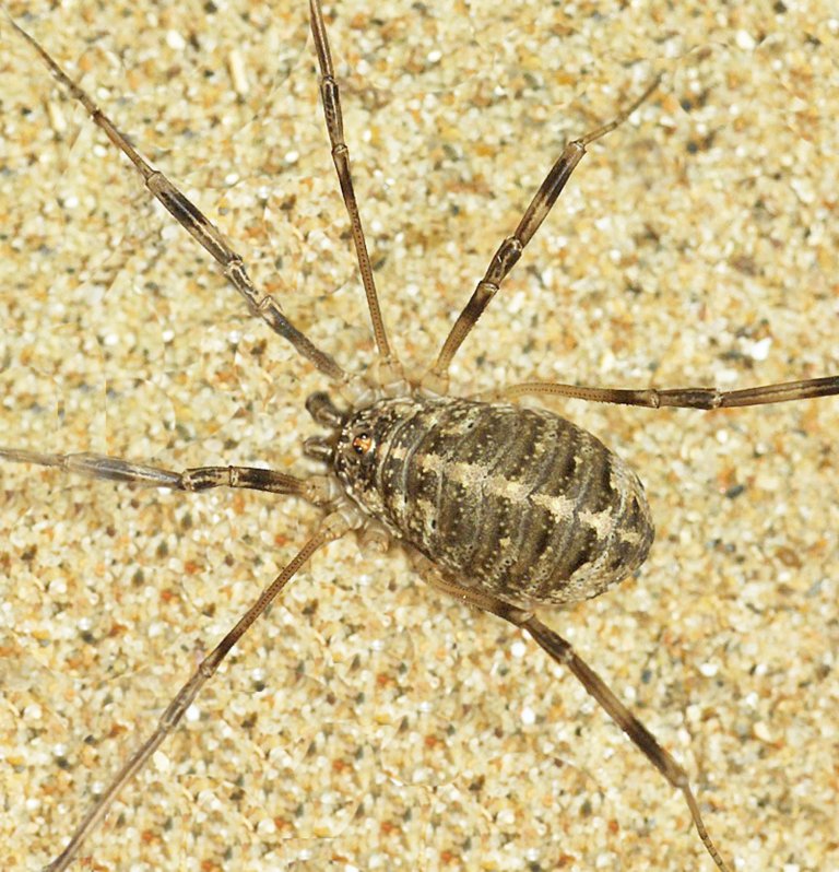 Opilio saxatilis 2.jpg