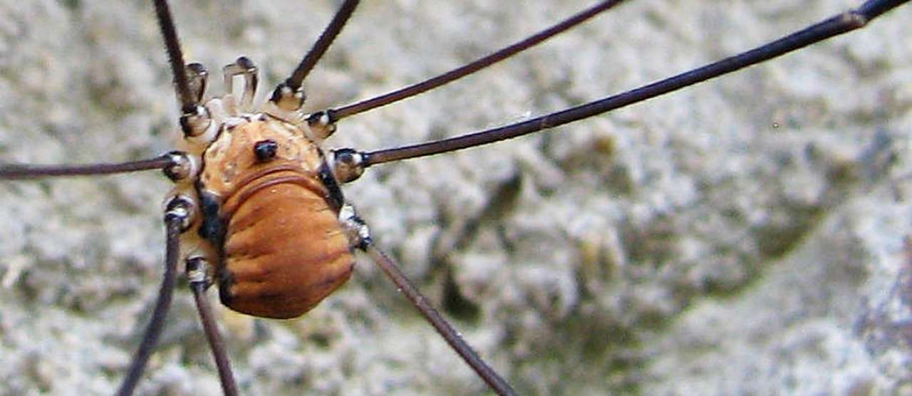 Leiobunum limbatum_cropped.jpg