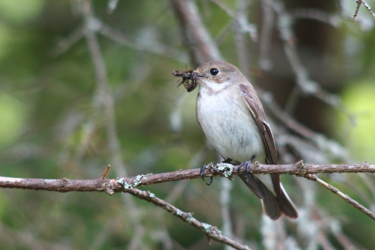 Ficedula_hypoleuca_-Finland_-female-8.jpg