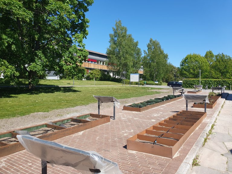 Korsmos moderniserte ugrashage på Campus Ås, som er designet av landskapsarkitekter ved NMBUs Eiendomsavdeling. Foto: Siri Elise Dybdal