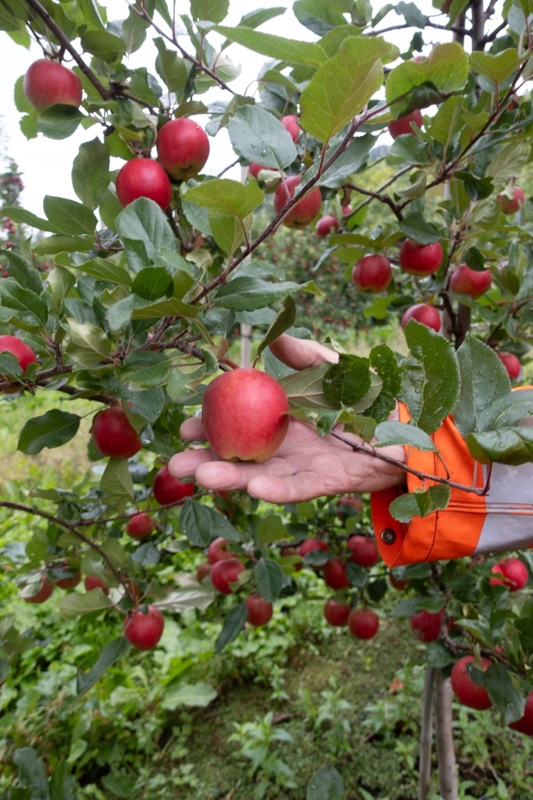 Oddmund Frøynes syner fram ein ny sort som er til utprøving ved NIBIO Ullensvang. Den kjem frå Italia, har flott farge og ein god, søt smak. Foto: Hege Ulfeng