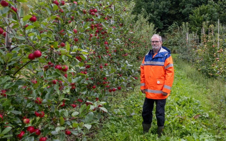 Oddmund Frøynes har jobba med sortsuttesting ved NIBIO Ullensvang i ein mannsalder. No er han på pensjonistavtale og er framleis levande interessert i både gamle og nye sortar. Foto: Hege Ulfeng