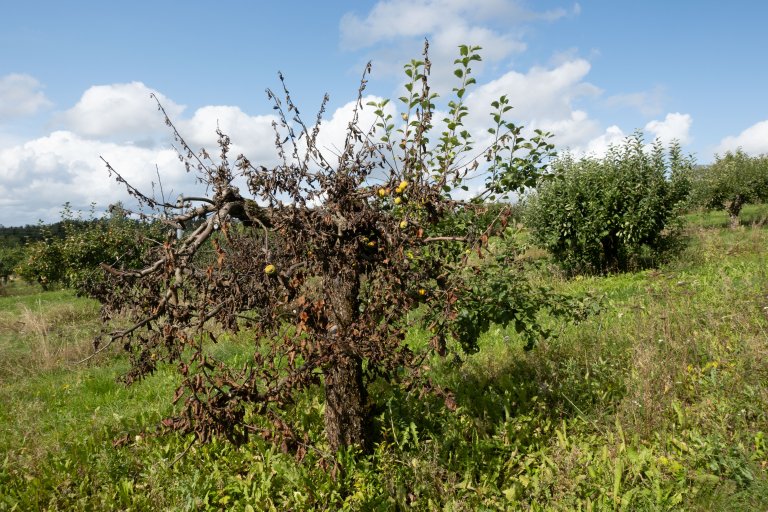 Med jamne mellomrom vert sortar tekne ut av produksjon, ofte fordi dei er utsette for sjukdom, har varierande kvalitet eller ber ujamt med frukt. Foto: Hege Ulfeng