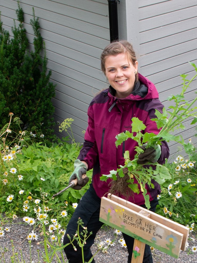 Det første året var det viktig å finne ut hva som var ugress og hva som var blomstereng. Appen PlantNet, NIBIOs plantevernleksikon og bilder i blomsterboka jeg fikk av farmor da jeg var 12 år, var god hjelp på veien. Foto: Eivind Tjomsland Spilling