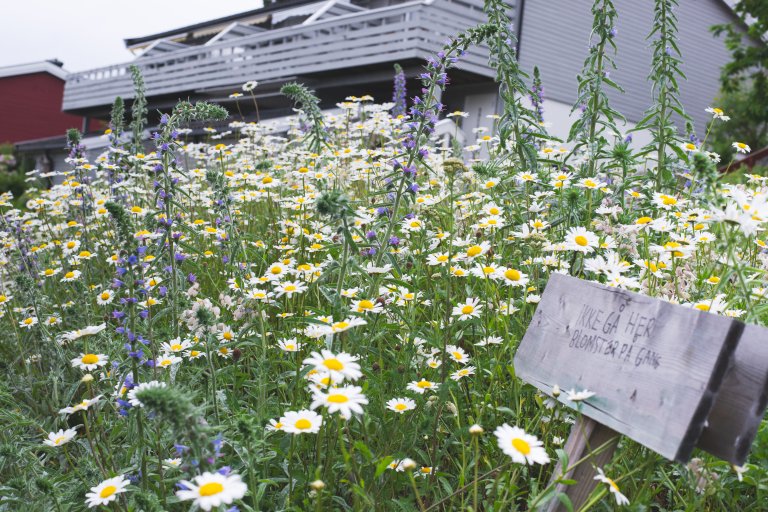 Andre året ble det en skikkelig blomstereng. Det var litt sterk dominans av prestekrage, men jeg synes enga ble veldig fin. De lilla ormehodene var nye dette året. Foto: Anette Tjomsland Spilling