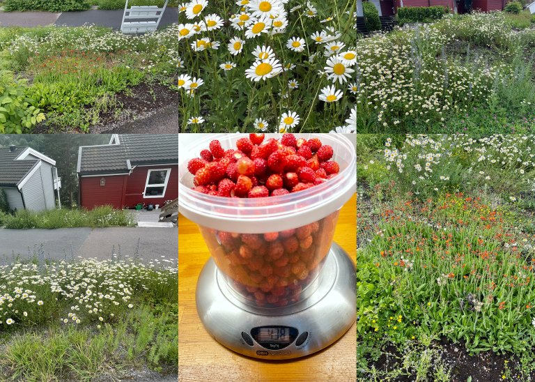 Etter flere sesonger med luking er det nå mye blomster i den nye enga i borettslaget. Hele 4,38 kg markjordbær ble sanket sommeren 2024. Foto: Tove Nossum