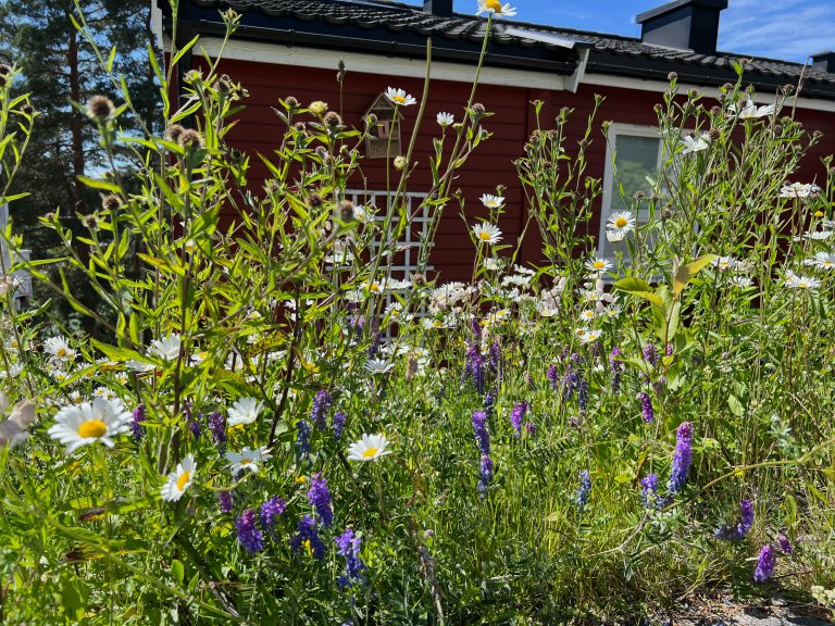 Tredje året var det en del nye arter i enga, noen hadde jeg sådd inn selv. Foto: Anette Tjomsland Spilling