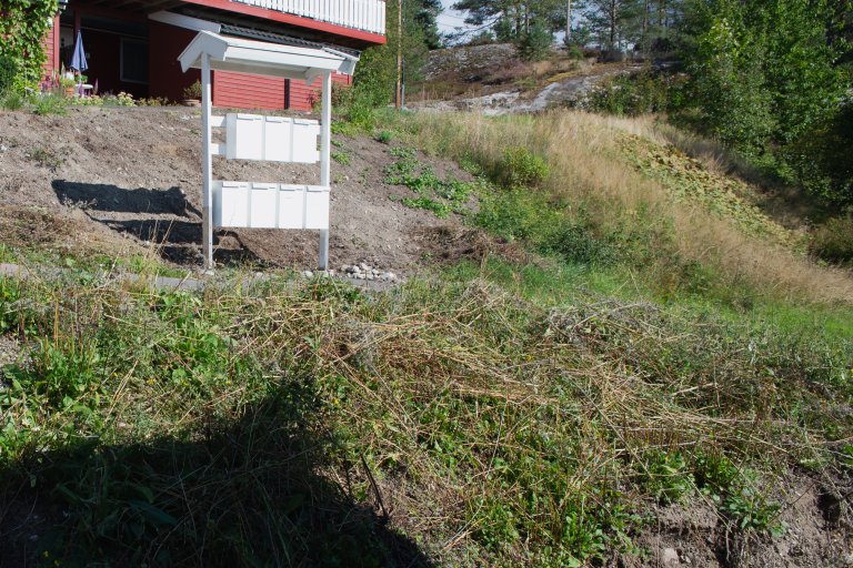 Det andre blomstingsåret var det lite arbeid med enga, utover å luke bort en og annen løvetann, og slå enga mot slutten av august. Foto: Anette Tjomsland Spilling