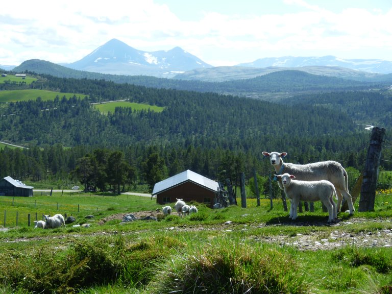 Sau i fjellbygd_Geir Harald Strand.jpg