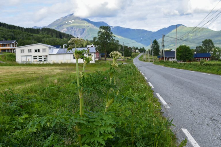Veikant_tromsøpalme_balsfjord_JuttaKapfer.jpg