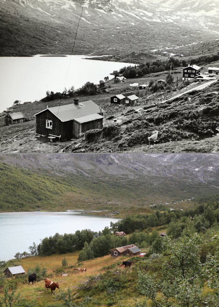 Felles for områda Stensgaard og Puschmann har besøkt er stor nedgang i setring med etterfølgjande gjengroing, men i ulik intensitet. I 2009 vart Høydalen landskapsvernområde etablert i Lom, mellom anna for å ta vare på eit verdifullt setermiljø. Men etter at geitene forsvann i 2014 har beiteområda grodd til. Flokken med frittgåande storfe klarer ikkje å halde vegetasjonen nede. Derfor har Breheimen nasjonalparkstyre starta eit ryddeprosjekt som omfattar både geiter (som ikkje mjølkar) og folk med hovudsakleg manuelt reiskap. Ved å gjere beitene meir attraktive for dyra søkjer ein å reåpne landskapet og verne artsmangfoldet. Foto: Arthur Sand i 1970 og Oskar Puschmann i 2020.