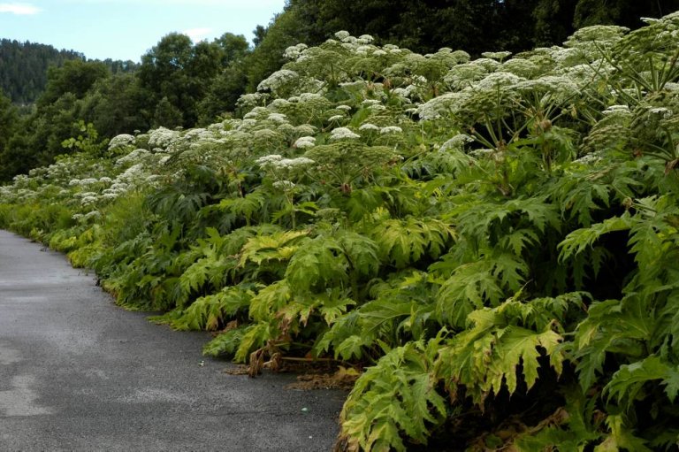 6 Kjempebjørnekjeks_Plantevernleksikonet.jpg