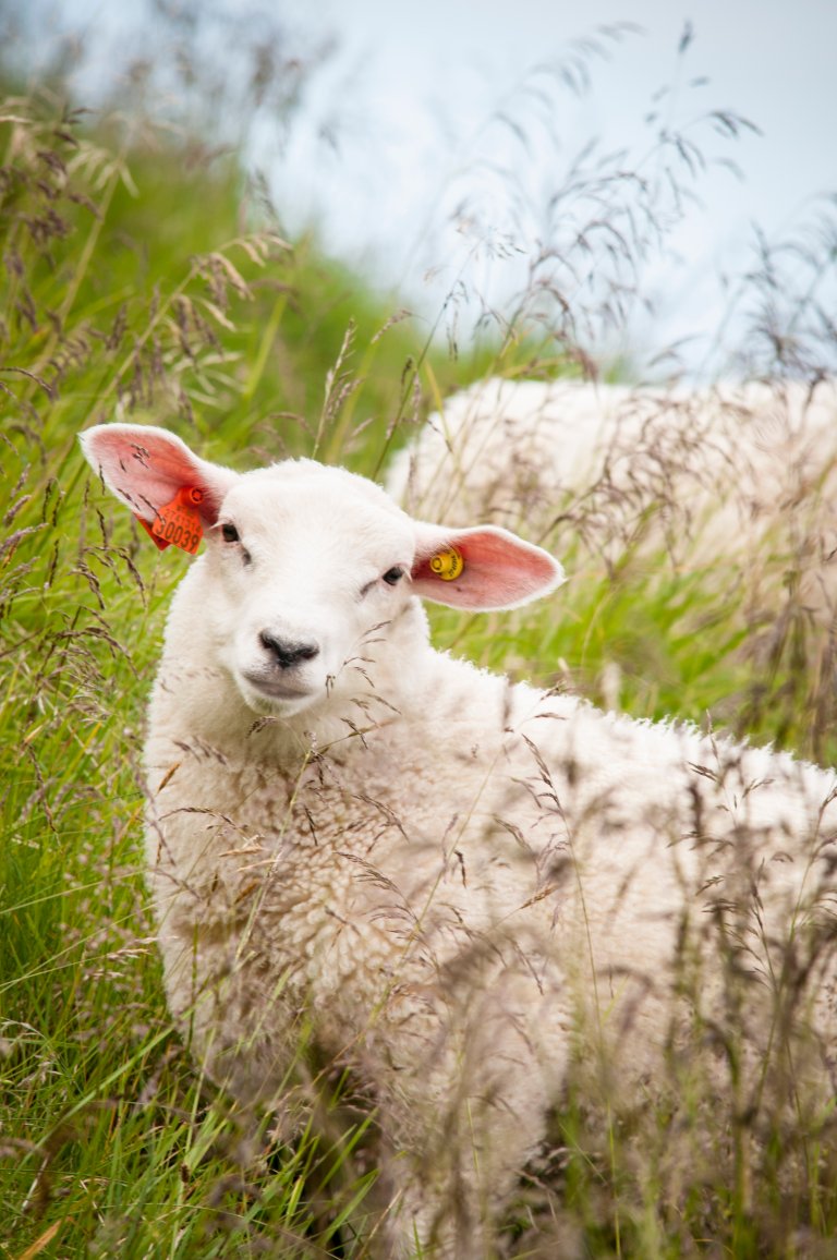 Fremtiden kan gi en lengre beitesesong for sauer i Nord-Norge. Foto: Lars Sandved Dalen