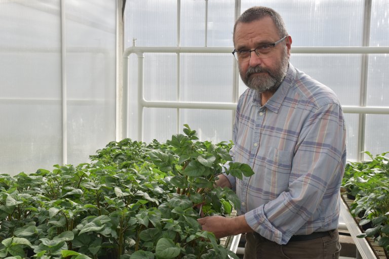 Seniorforsker Dag Ragnar Blystad sier at om dyrkerne finner planter med symptomer, bør de ta disse ut av åkeren i juni, juli eller august. Foto: Siri Elise Dybdal