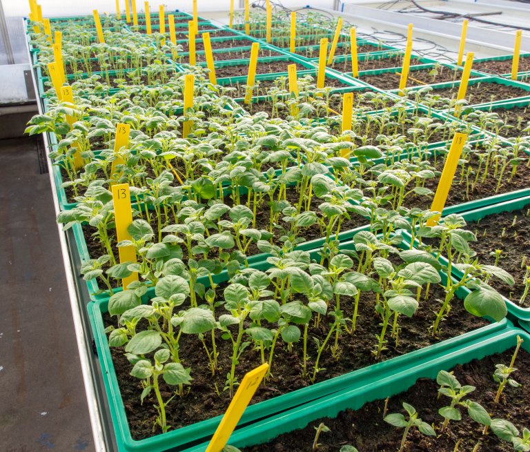 NIBIO Bioteknologi og Plantehelse, i samarbeid med NLR, utfører vintertesting av dyrkernes egne settepoteter for å sjekke virusinnholdet før neste sesong. Foto: Dag Ragnar Blystad