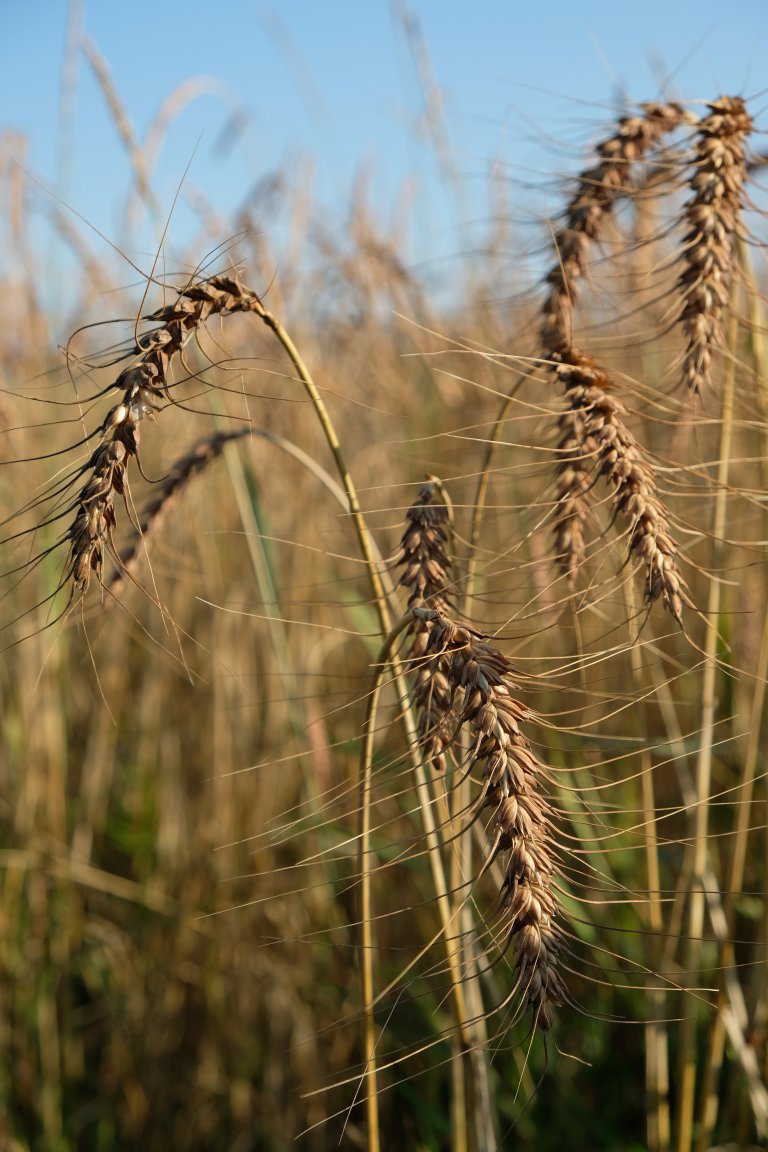 Emmer er forløperen til spelt. Den gir lav avling, men har høyt næringsinnhold. Foto: Linn Borgen Nilsen