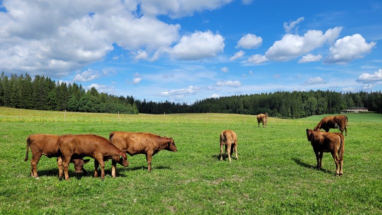 Østlandsk rødkolle var den dominerande rasen i sentrale strøk av Austlandet fram til han etter kvart blei erstatta av norsk raudt fe (NRF). Berre nokre svært få bønder på Austlandet har halde på det gamle lokale feet og rasen var nede i ca. 10 kyr på slutten av 1980-talet. Heldigvis har talet på dyr auka betrakteleg i dei seinare åra.  Foto: Morten Günther