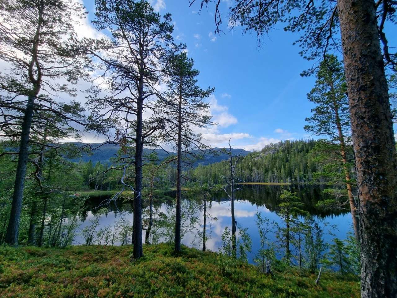 Innsjø og gamle trær - Foto Eivind Handegard - NIBIO