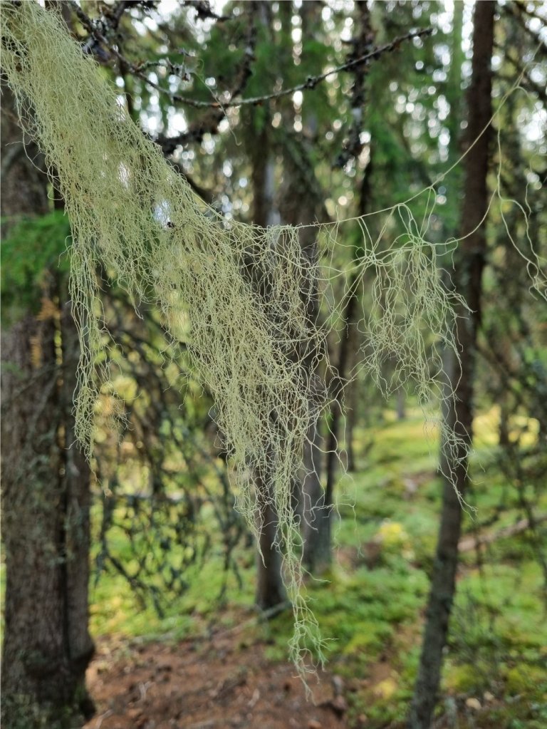 Gubbeskjegg - Foto Eivind Handegard - NIBIO.jpg