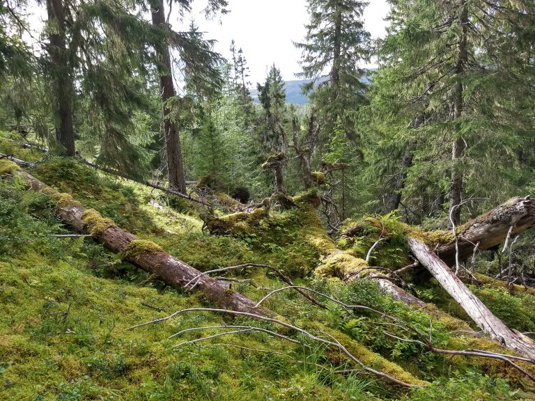 Gammel skog og karbonfangst - Foto Aksel Granhus - NIBIO.jpg