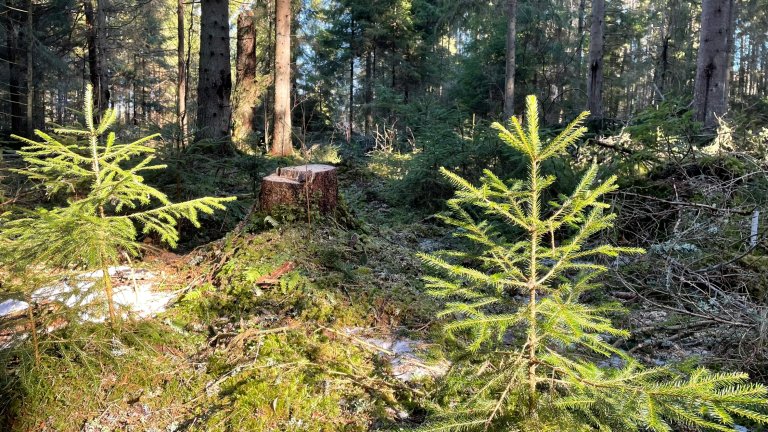 Bledningshogsten gir de små trærne mulighet til å utvikle seg. Foto: Kjersti Holt Hanssen