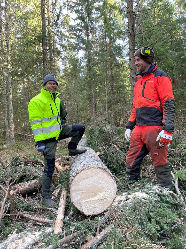 - Bra dimensjoner, og lite råte! Forsker Christian Kühne og hogger Karl Martin Lund er fornøyde med tømmerkvaliteten. Foto: Kjersti Holt Hanssen