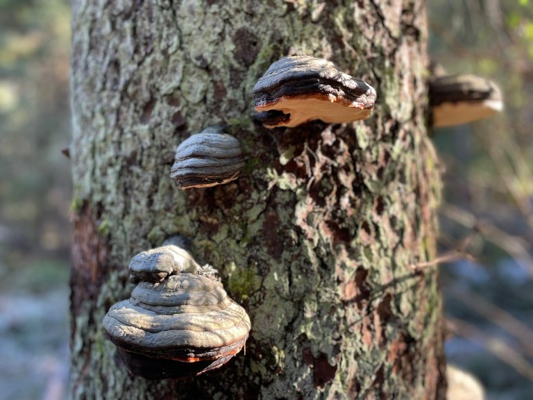 Også ved bledningshogst skal noen trær stå igjen som livsløpstrær, og bidra til det biologiske mangfoldet. Rødrandkjuke trives på gamle høystubber. Foto: Kjersti Holt Hanssen