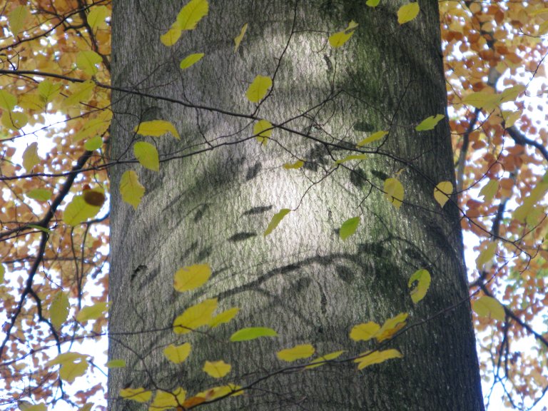 Sar-20081106-123812_bøk.jpg