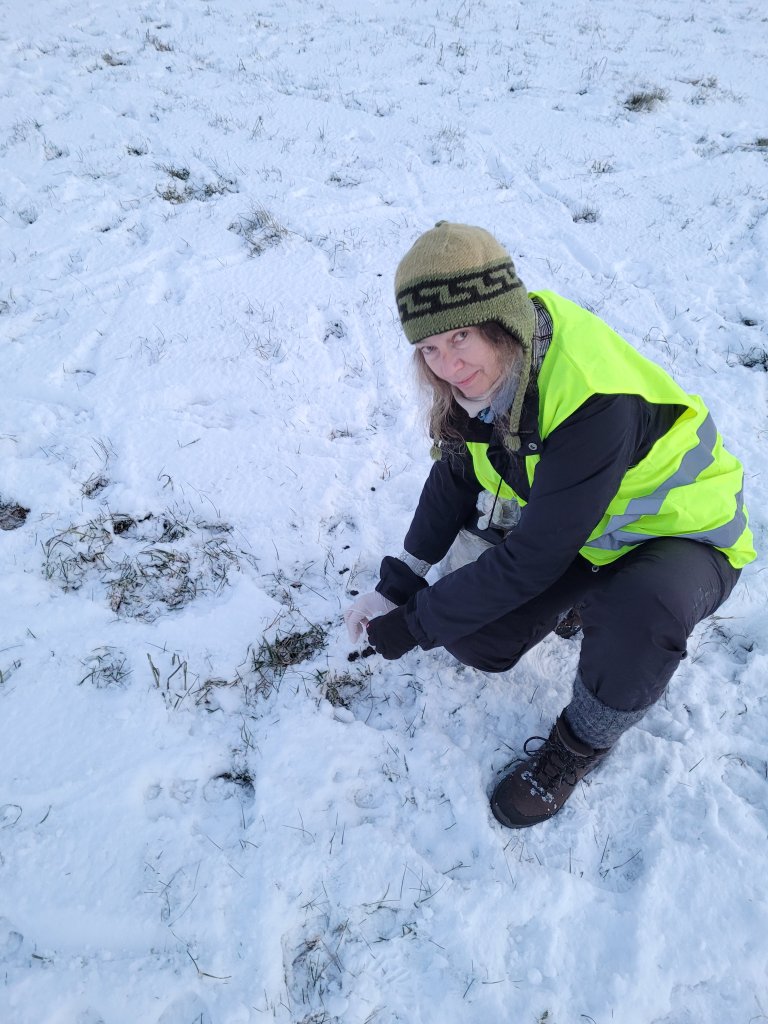 Dr Galina Gusarova, researcher at the Arctic University Museum in Tromsø, collecting reindeer scat samples. Photo: UiT The Arctic University of Norway.