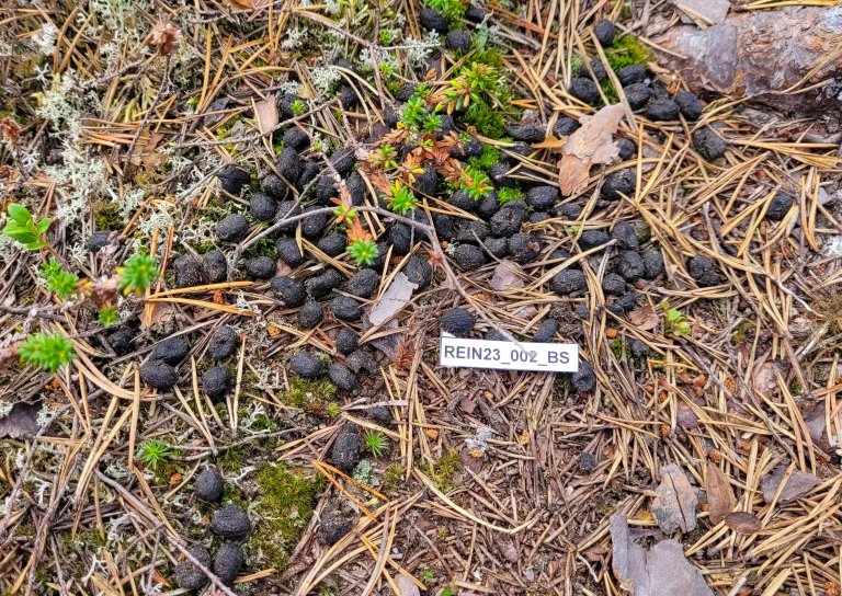 Analysing scat samples from reindeer, moose and brown bear populations is instrumental in developing and testing various molecular-genetic monitoring methods, and contributes to the establishment of a long-term biobank. Photos: Tommi Nyman