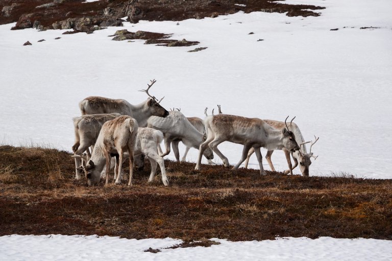 Molecular-genetic methods can provide insights into various crucial factors like diet, diseases, parasites, genetic diversity, inbreeding, and relationships among the animals. Photo: Morten Günther