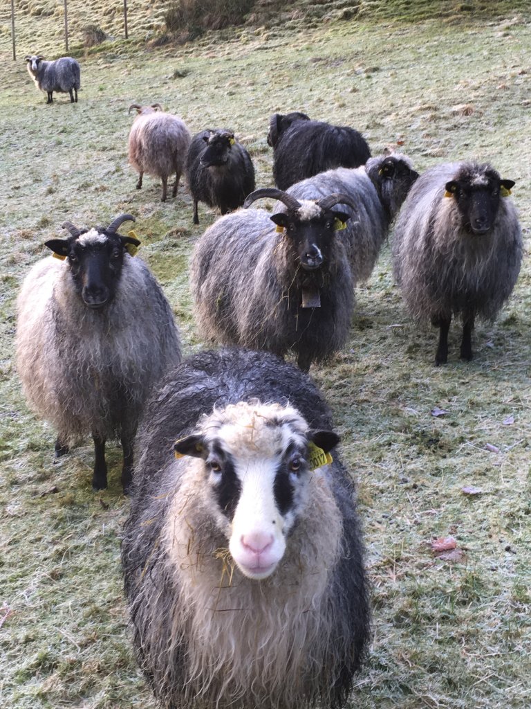 For strikkeglade kan garn spunnet ved Selbu spinneri, være en god gaveidé. Garnet er spunnet av ull fra utryddingstruede norske saueraser. Foto: Kjersti Kildahl