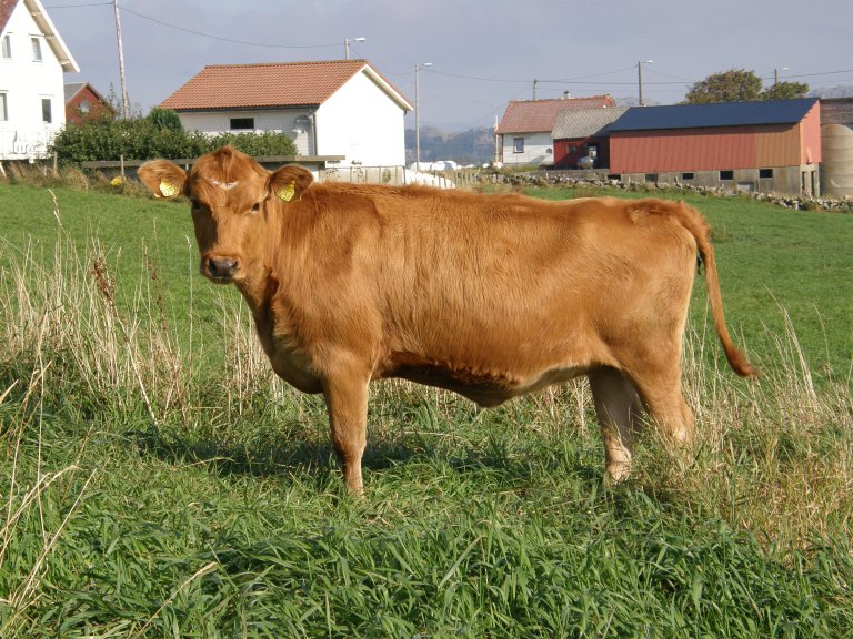 Vestlandsk raudkolle_Foto Anna Holene.JPG