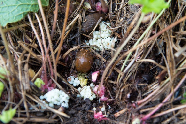 Skal du få et godt resultat er det avgjørende med riktig valg av arter og sorter, lokalitet og et minimum av skjøtsel. Samplanting kan gi mindre angrep av insekter. En god plan for vekstskifte vil redusere problemer med både skadedyr og plantesykdommer. Foto Vibeke Hermanrud, Bjørvikaforeningen