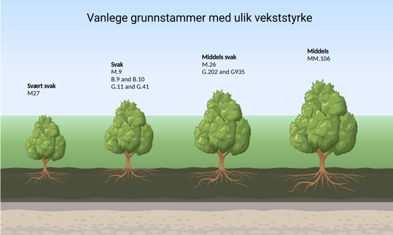 Illustrasjon_grunnstammer_ulik_styrke_cropped.png