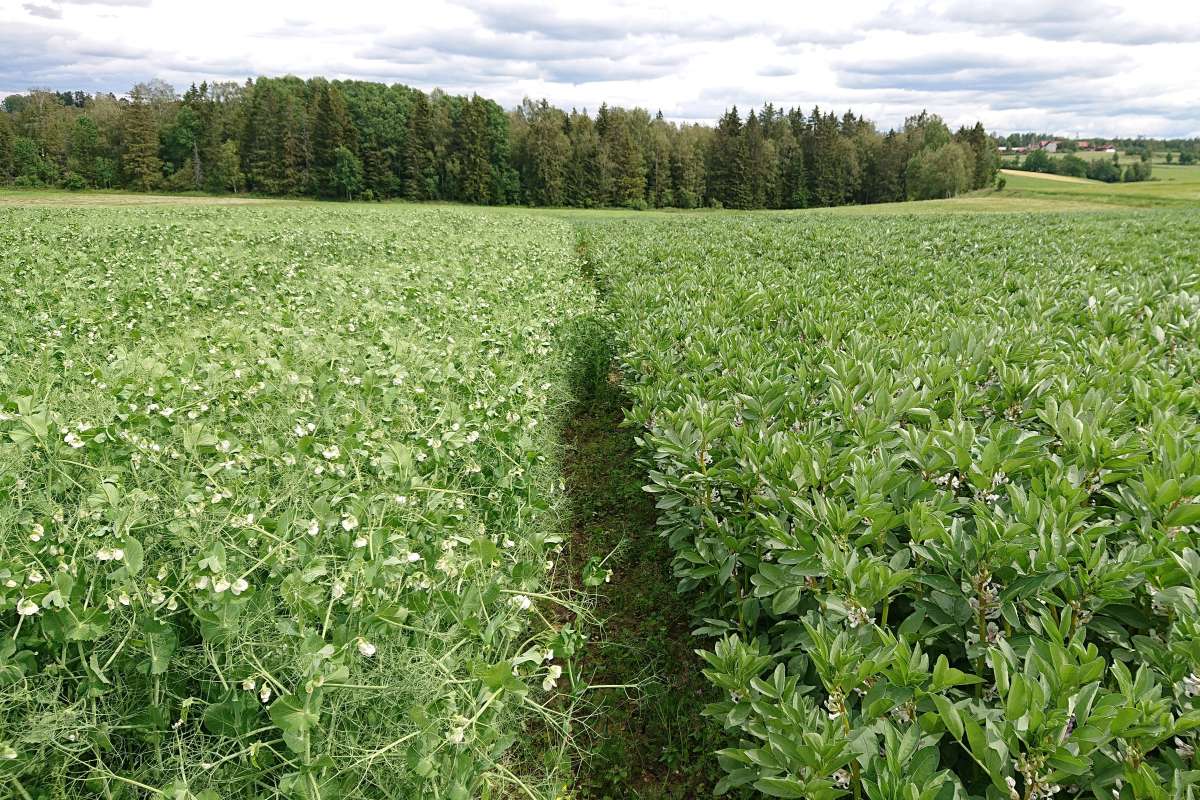 åkerbønner-anne-marte-2-DSC_0295_cropped