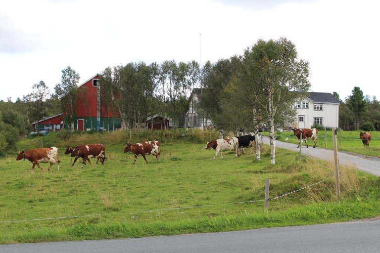 Melkekyrne på vei til beite på Vintervollen i Glåmos. Foto: R. B. Frøseth