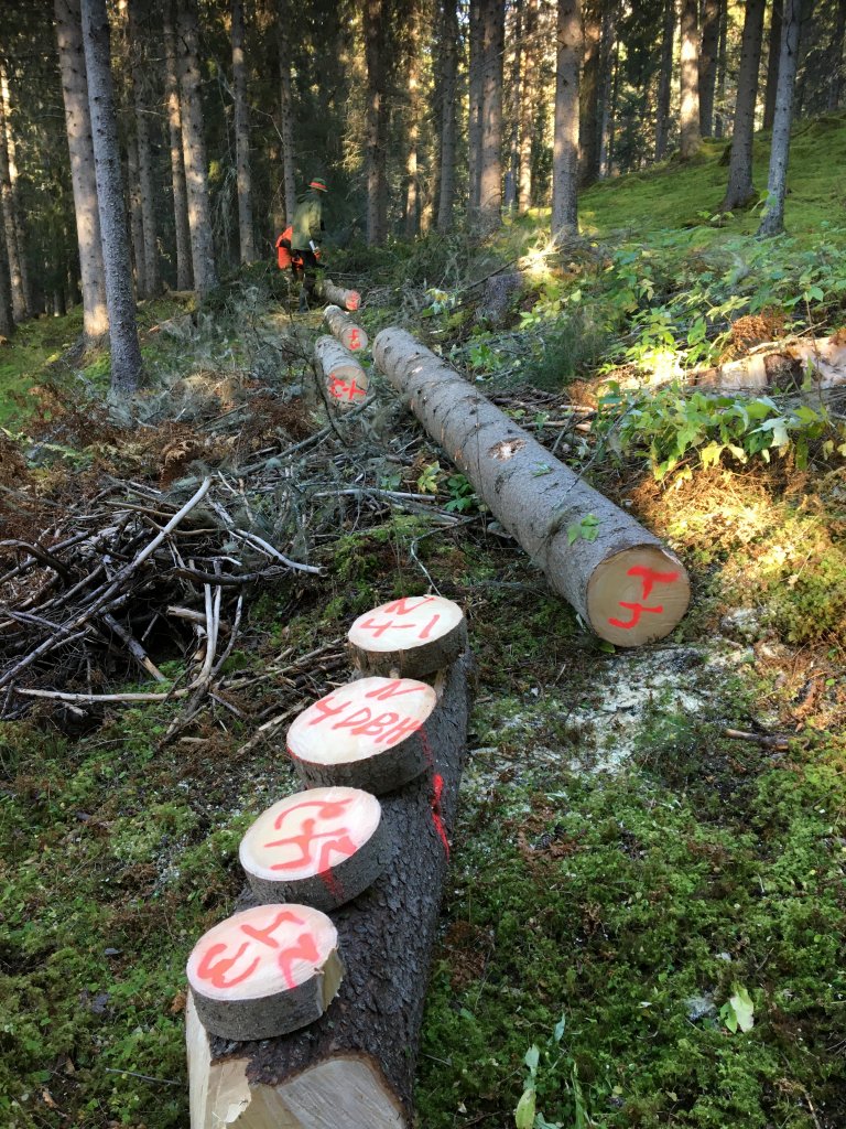 Sommeren 2022 fant forskerne ved NMBU frem til fem egnede forsøksfelt, såkalte permanente forsøksflater, i Nordland og Troms og Finnmark. Femten trær ble valgt ut og tetthet og fiberlengde ble målt på i alt 55 stammeskiver. Foto: Simen Gjølsjø