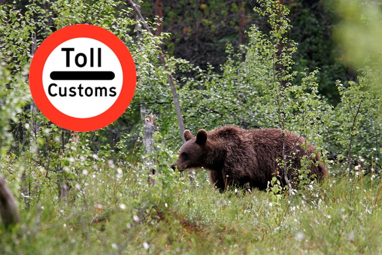 Alexander Kopatz - brown bear - customs.jpg