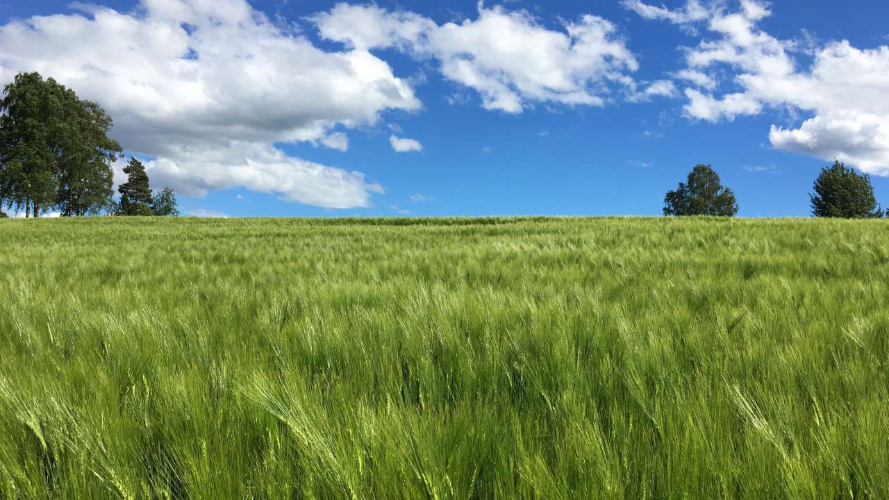 Bølgjande byggåker i Ås_Viken_Foto Kjersti Kildahl_cropped