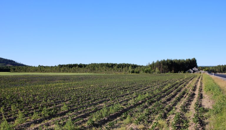 Tørt jorde i Hedmark_juni 2018_0932_Foto Kjersti Kildahl