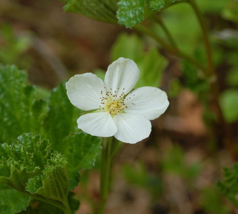 Molteblomst_hann_Norsk genressurssenter_Finn Måge.jpg