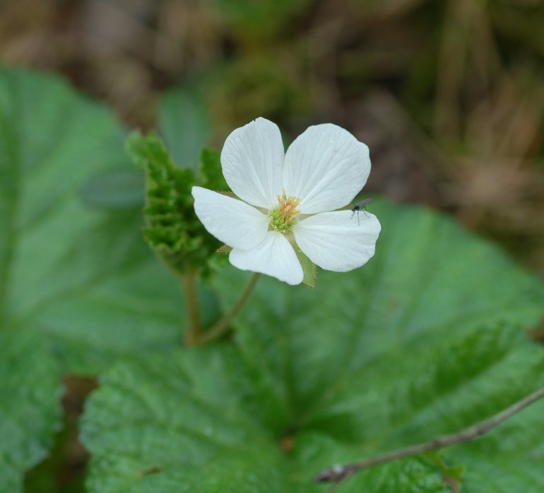 Molteblomst_hunn_Norsk genressurssenter_Finn Måge.jpg